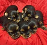  Yorkshirek s PP FCI k v�b�ru a rezervaci 