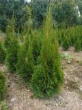  Thuje Smaragd na �iv� plot 