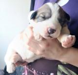  Pyrenejsk� horsk� pes chlup��i 