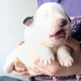  Pyrenejsk� horsk� pes chlup��i 