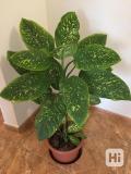  Difenbachie , vzrostl� , dekorativn� 